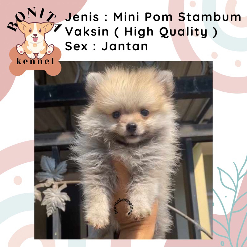 Mini Pom Stambum Snow White Sable Jantan Anak Anjing Minipom Mini Pomeranian