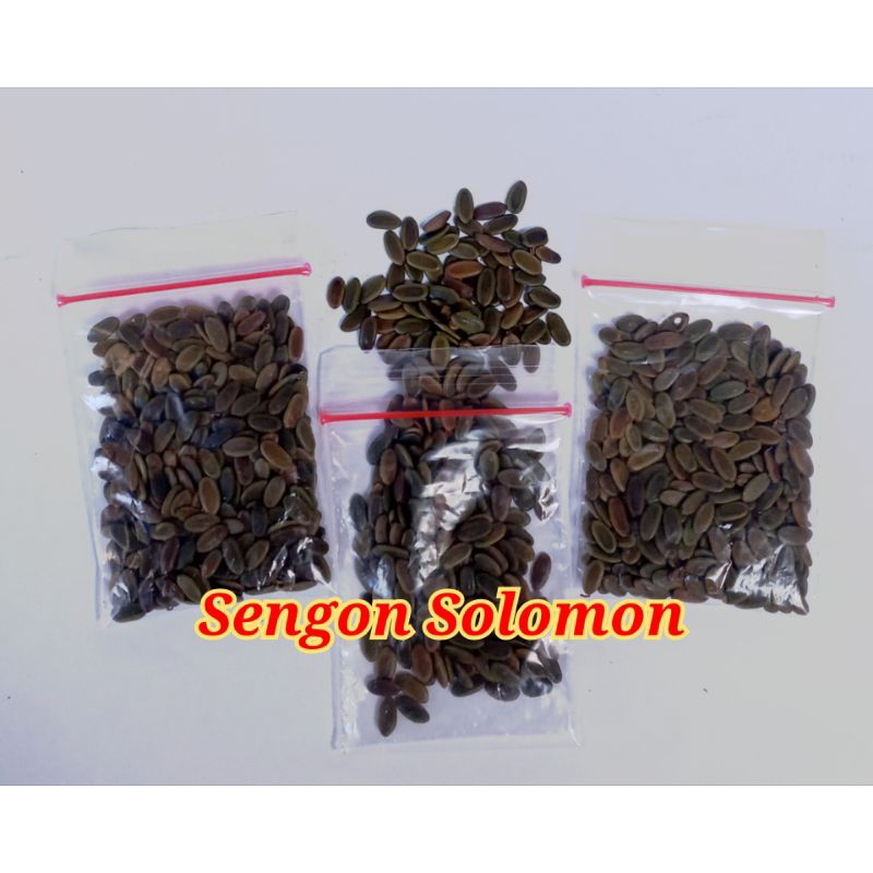 Benih Sengon Solomon Asli 10 gram (200 benih) Pohon Sengon Solomon Unggul