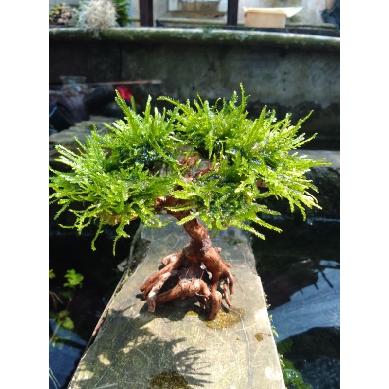 Bonsai Moss Weeping