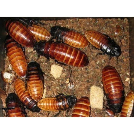 INDUKAN KECOA MADAGASKAR SEPASANG pakan arwana louhan ikan hias gecko