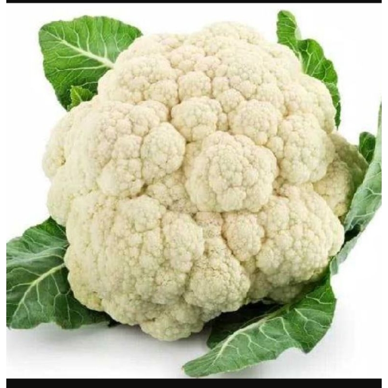 

burkol