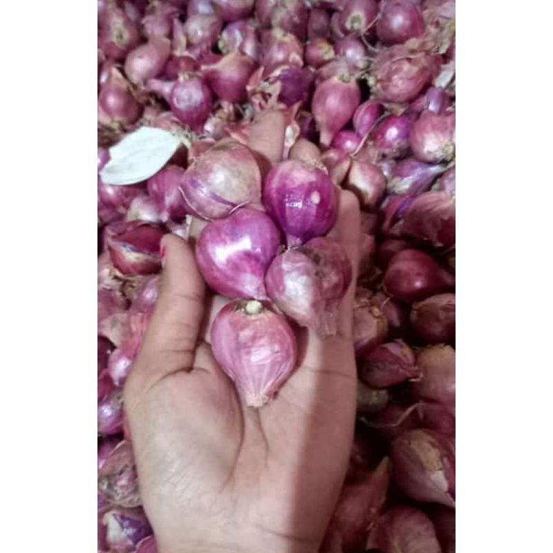 

bawang merah kemasan 1 kg
