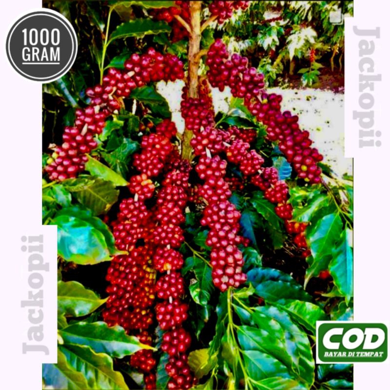 bibit biji kopi Arabika unggualan aceh gayo berat 1 kg