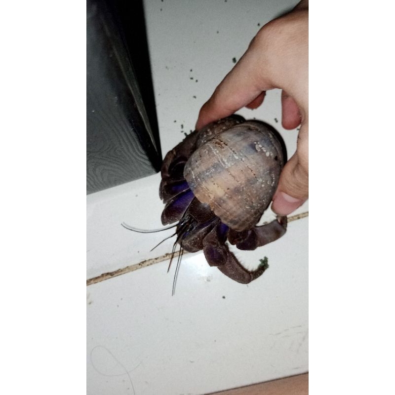 mainan kelomang viola jumbo ukuran xl harga Murah