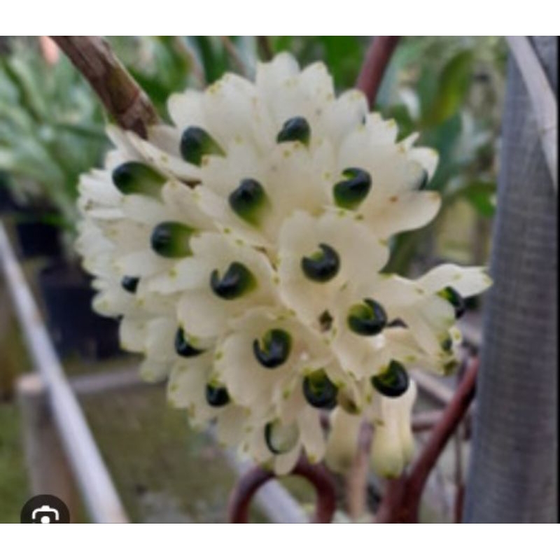 Anggrek Spesies Papua