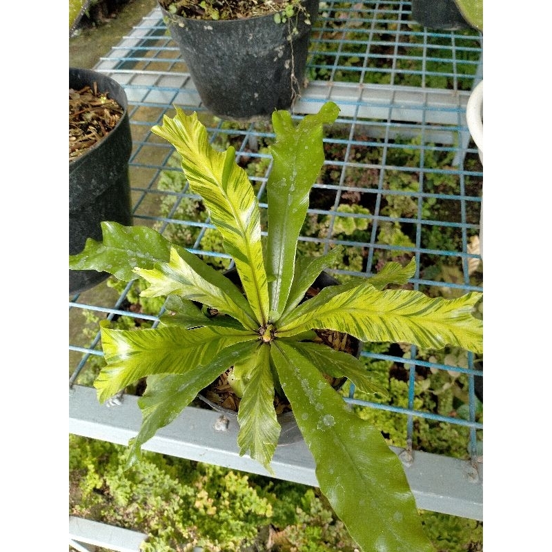 Tanaman hias asplenium japan variegata gold