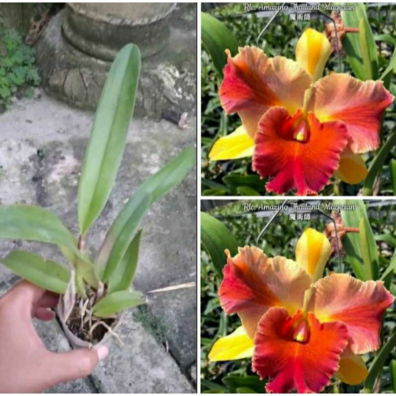 anggrek Cattleya amazing Thailand magician dewasa spike+pot angrek catleya  kuning orange Niming tan