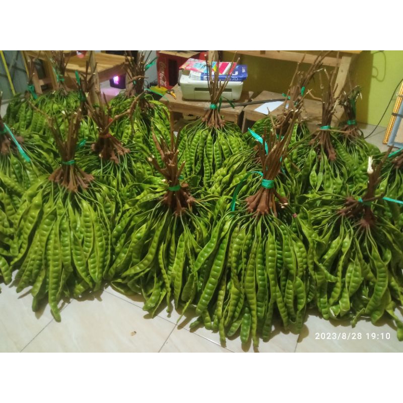 

paket 1 empong pete segar super isi 100 papan