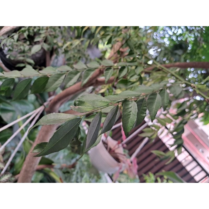 

Daun Kari segar & kering.