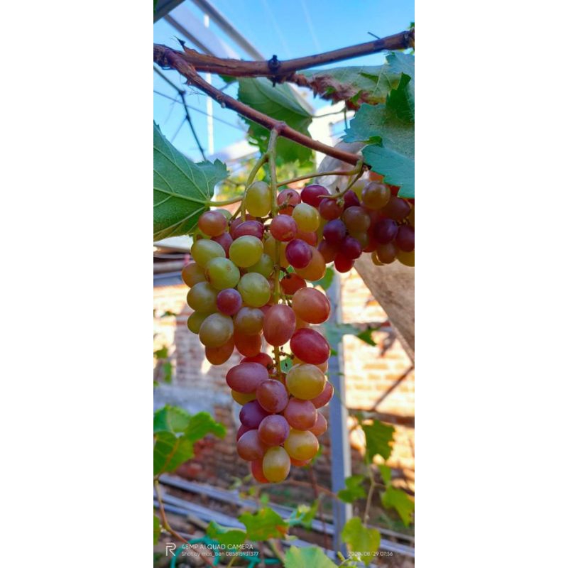 BIBIT ANGGUR IMPORT JUPITER SUPER GENJAH