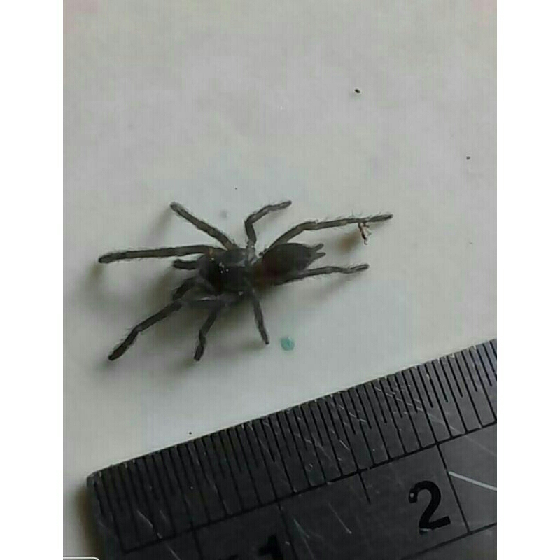 DISPLAY TARANTULA SELENOCOSMIA JAVANENSIS " BLACK" BISA BERJALAN