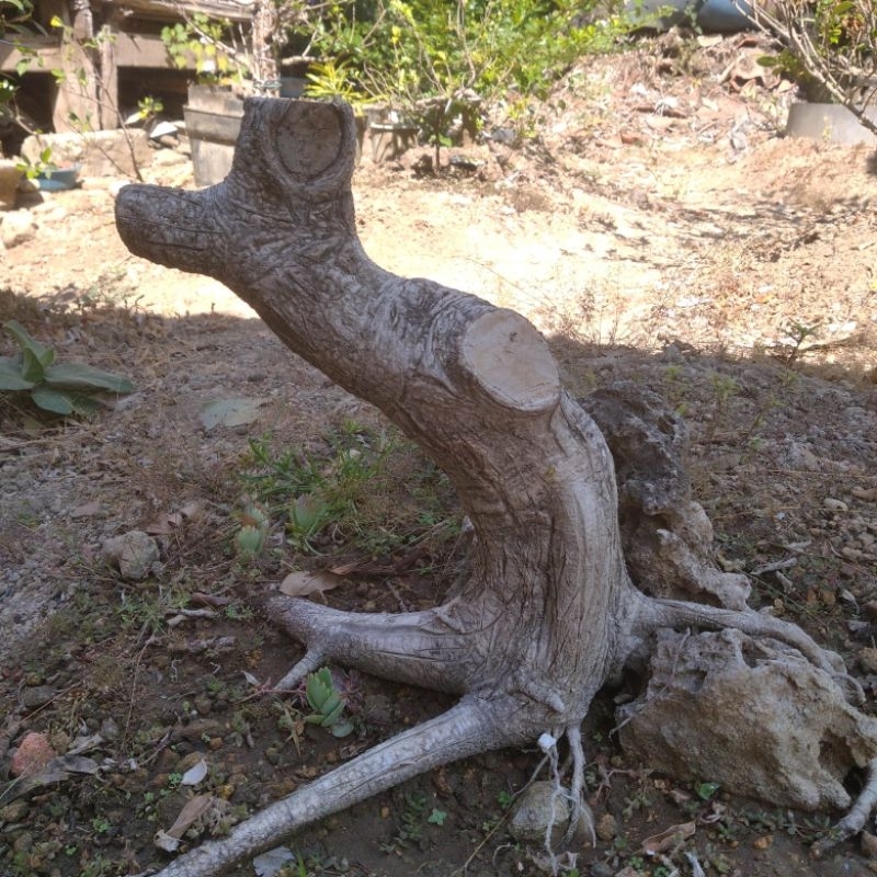 Bahan Bonsai KIMENG (Ficus Microcarpa) Bogel