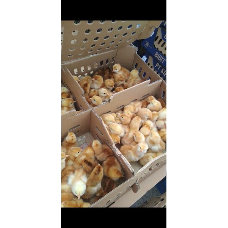 bibit ayam petelur polos