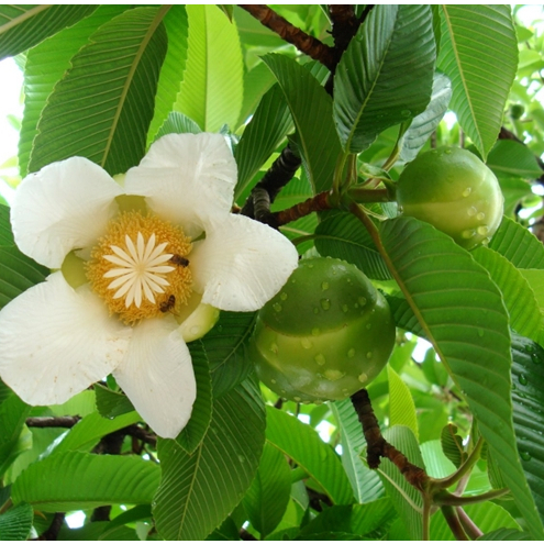 

Daun Sempur I Simpu I Simpur I Sempu I Dillenia Pentagya I Simpor I Simpoh I Simpur I Bungkus Nasi