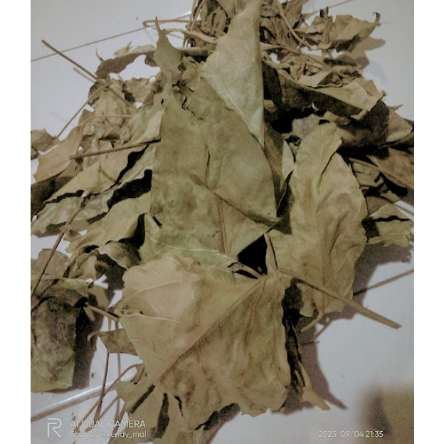 

DAUN KEMIRI KERING UNTUK KESEHATAN TUBUH