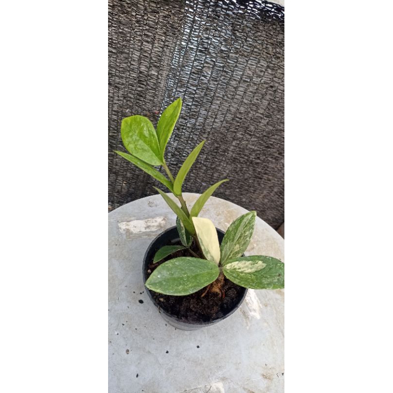 zz plant variegata