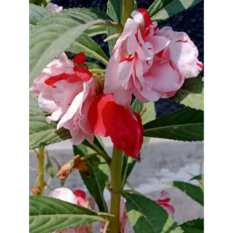 benih Pacar air tumpuk batik merah isi 3