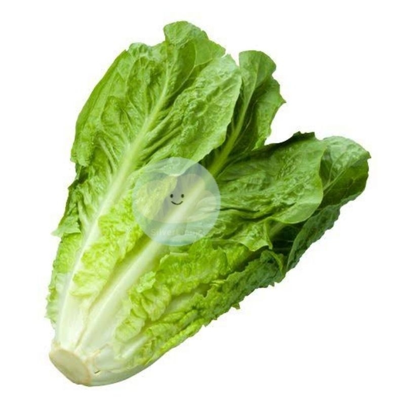 

ROMAINE LETTUCE / SELADA ROMAINE 250GRAM