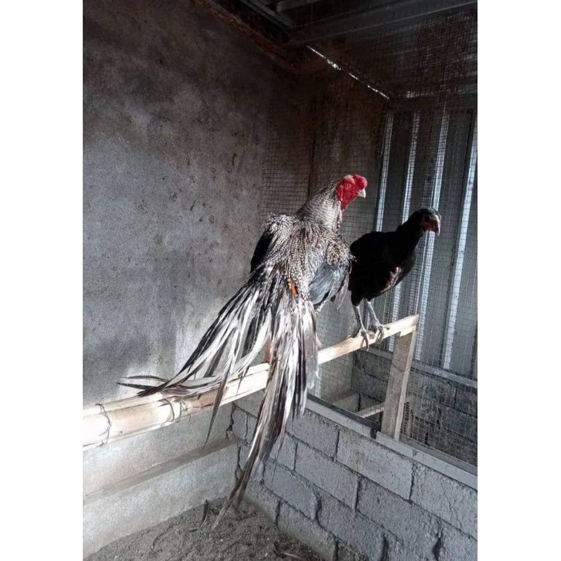 telur ayam Bangkok ekor lidi