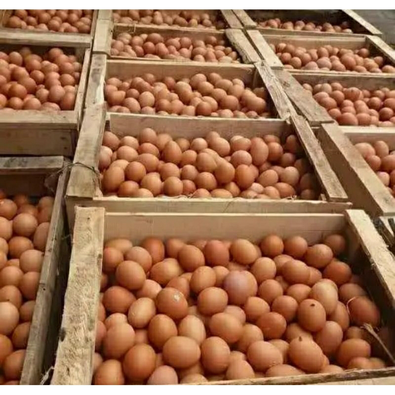 

Telur 1kg khusus ambil ditempat