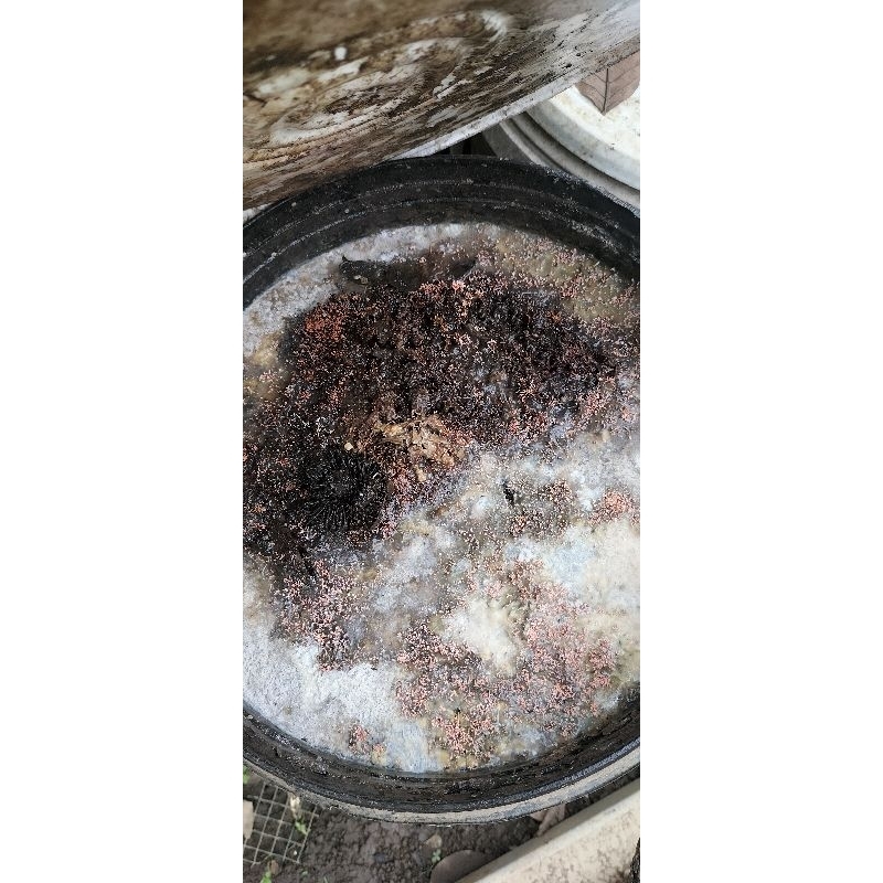 

biang jakaba (jamur keabadian) 250 gr