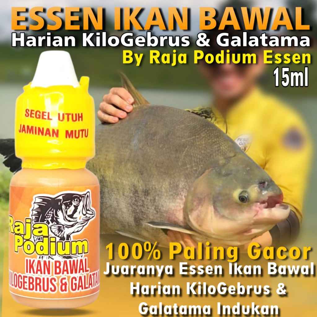 Essen Ikan Bawal Paling Ampuh, Essen Ikan Bawal Harian, Essen Ikan Bawal Indukan Babon Paling Gacor,