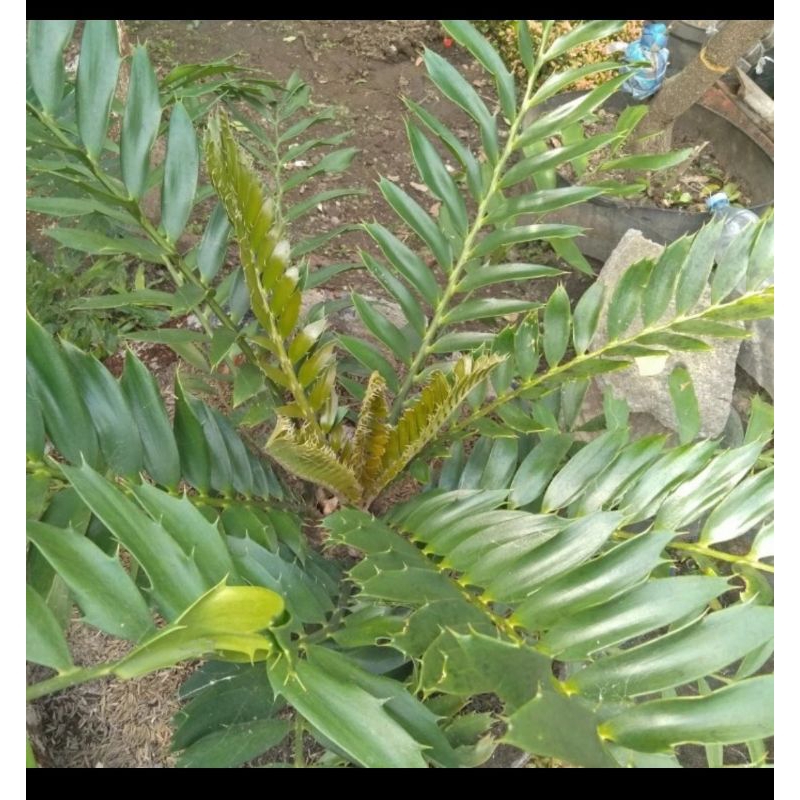 Encephalartos Ferox