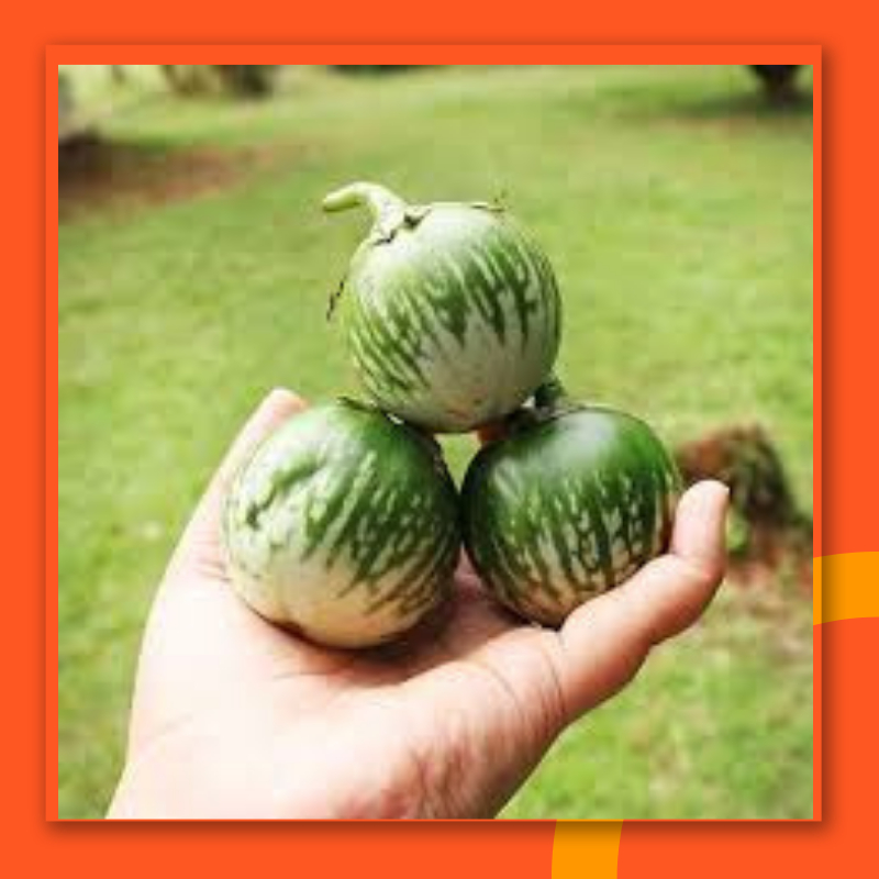 

Terong Lalapan Segar Terong terung Fresh