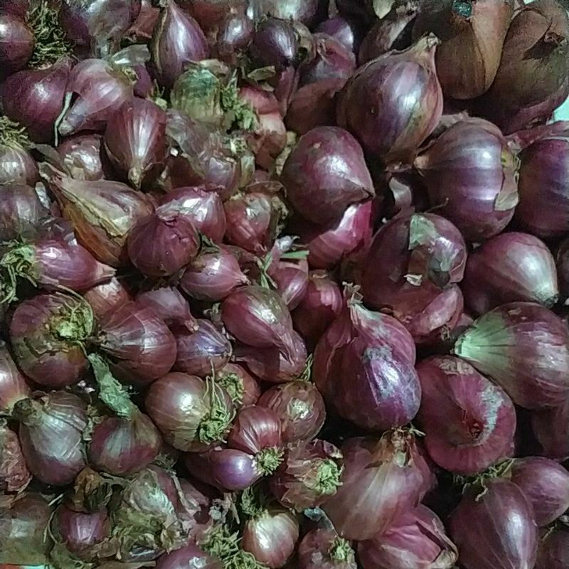 

BM probolinggo Kecil Kering