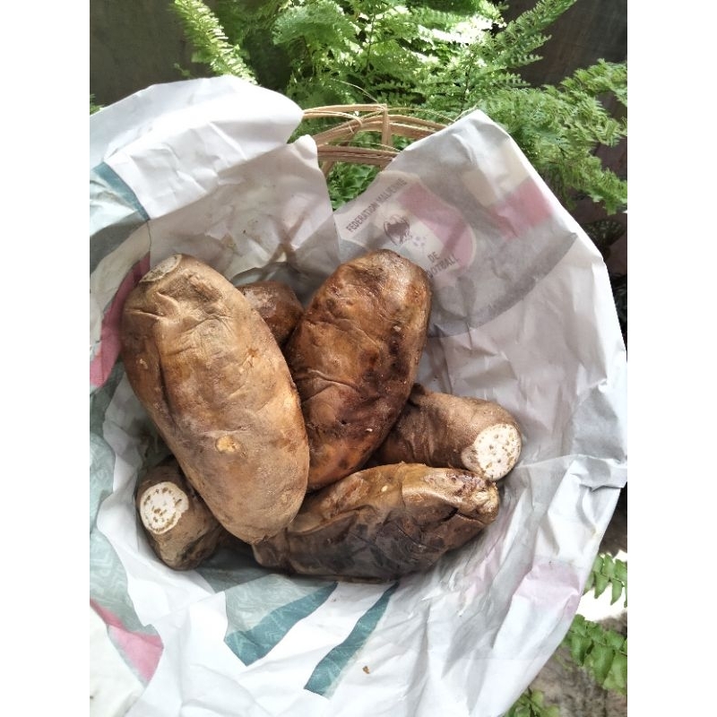 

Ubi Cilembu Asli Ukuran Besar Ubi Cilembu Matang Ubi dibakar dioven
