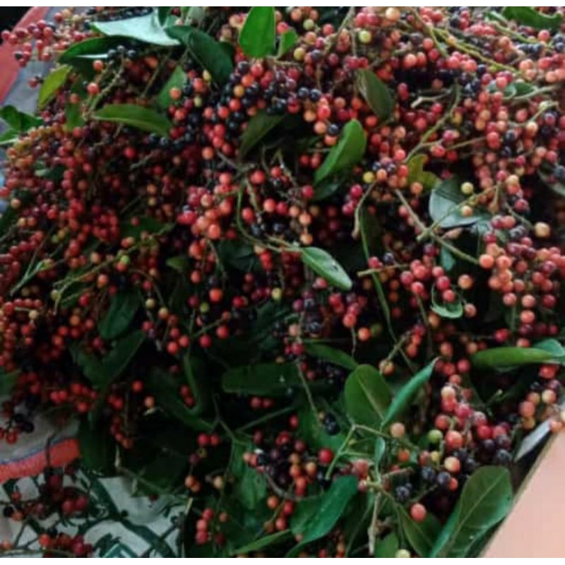

Buah huni segar 500 gram buah buni buah boni buah langka GRATIS bubble warp dan kardus