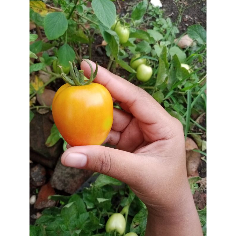 

TOMAT KHUSUS JAWA TIMUR 1 KG