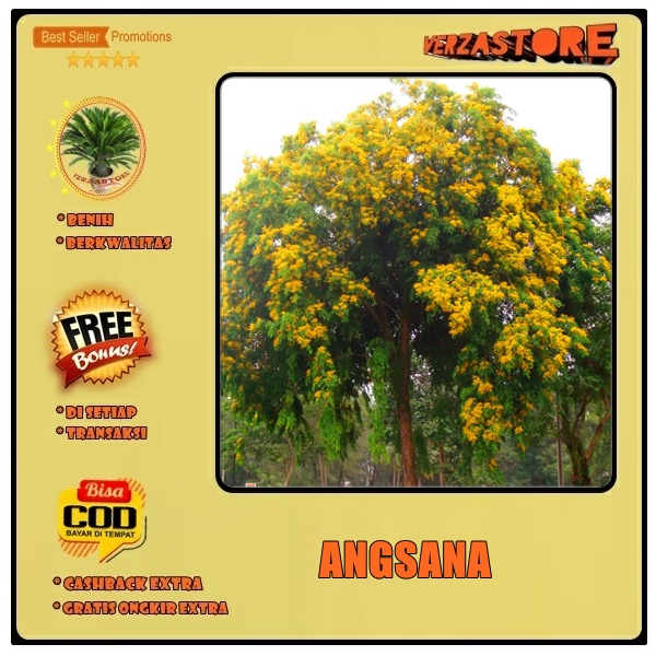 biji benih pohon bunga angsana  /10 biji