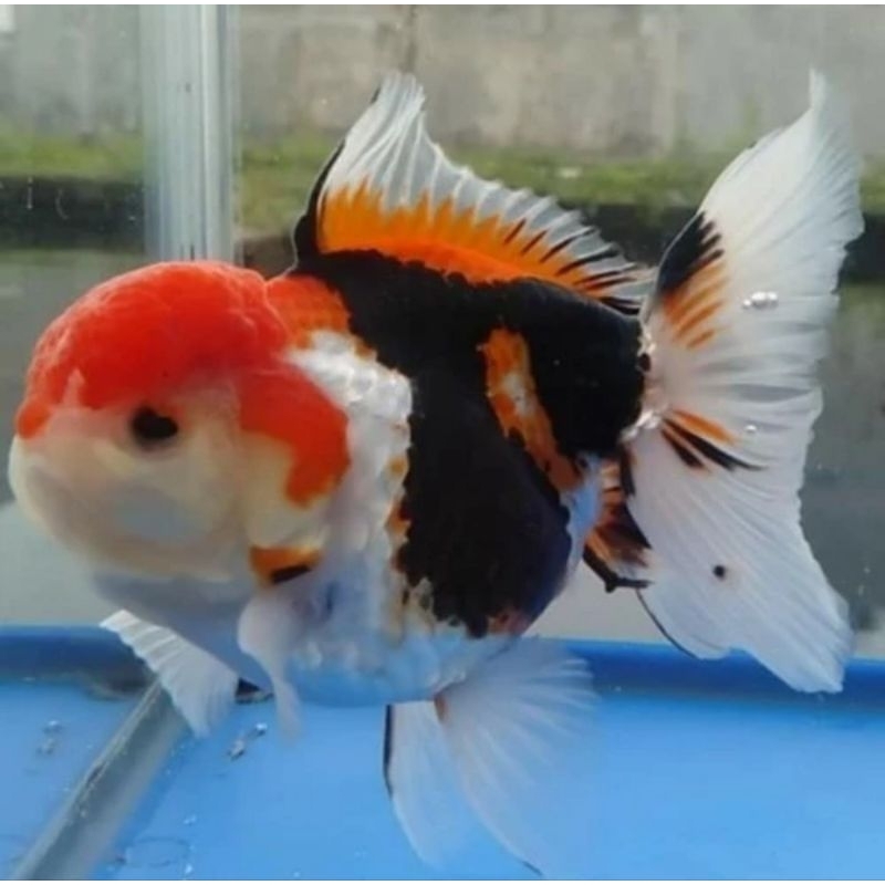 ikan koki oranda tricolor size M