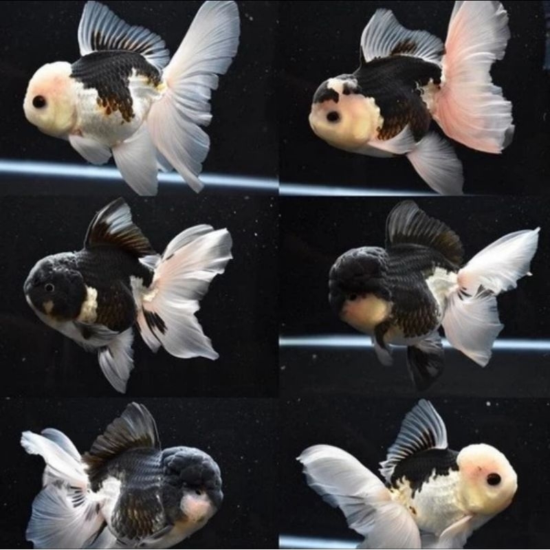 ikan koki oranda panda size S