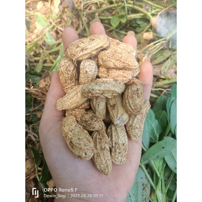 

Kacang Tanah