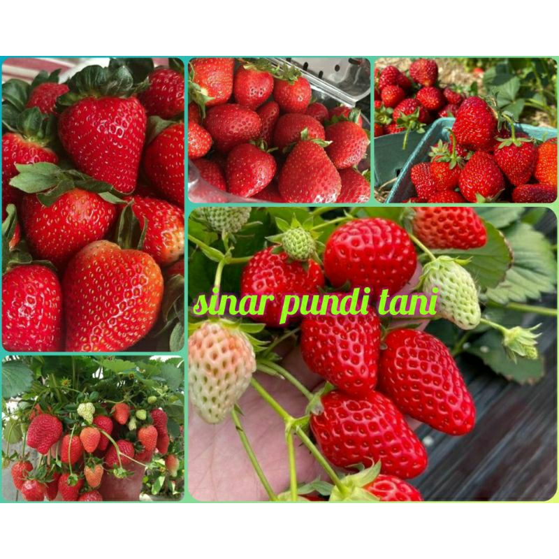 BIJI BENIH STRAWBERRY MERAH