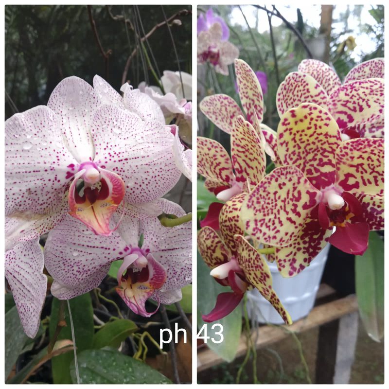 anggrek bulan remaja