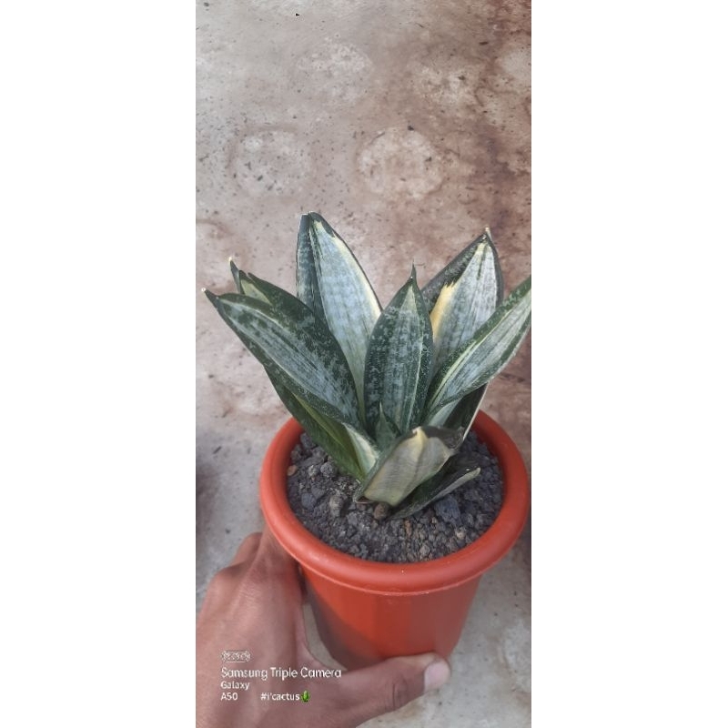 sensivera hahni zebra (hybrid thailand)