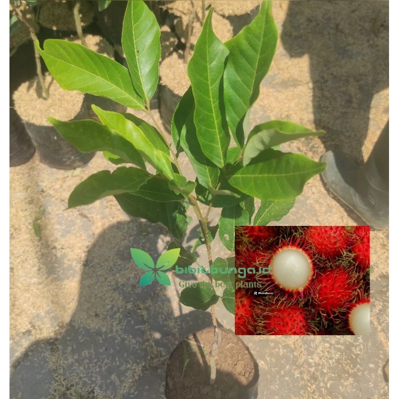 Bibit Tanaman buah Rambutan Binjai siap berbunga