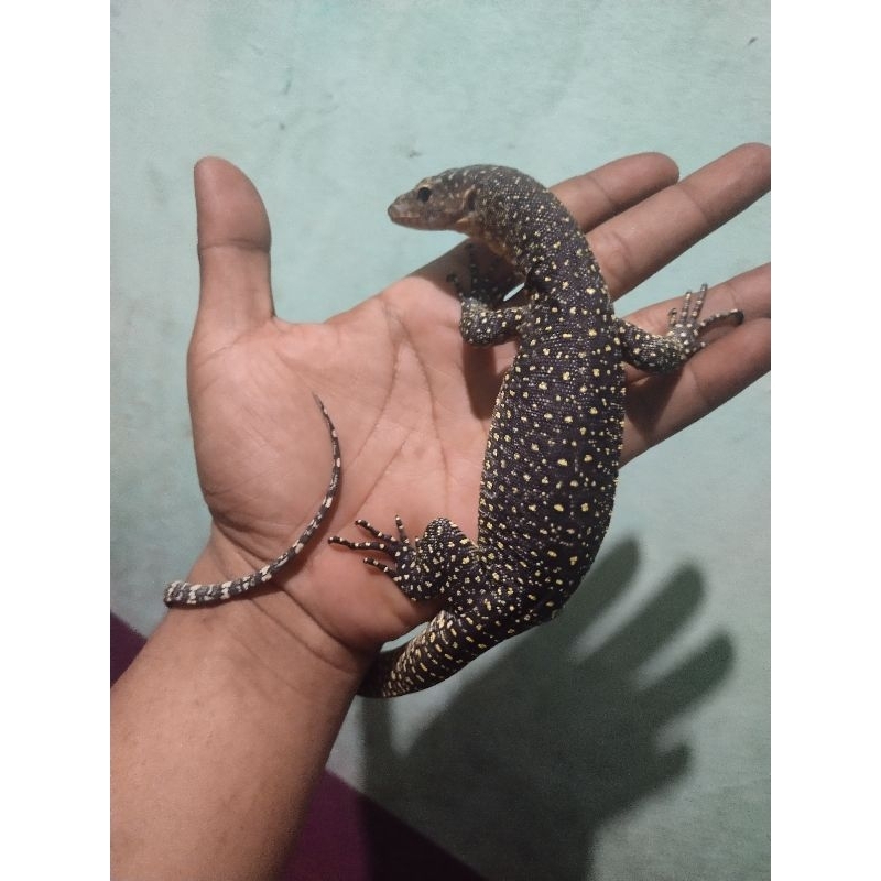 PAJANGAN VARANUS INDICUS