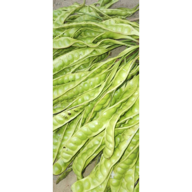 

pete,petai,petai lalap,petai tua