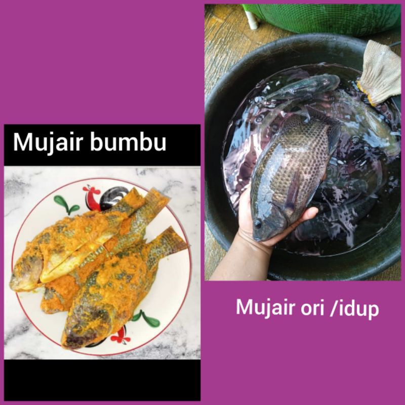 

Mujair bumbu siap digoreng/ dibakar 1 kg isi 3