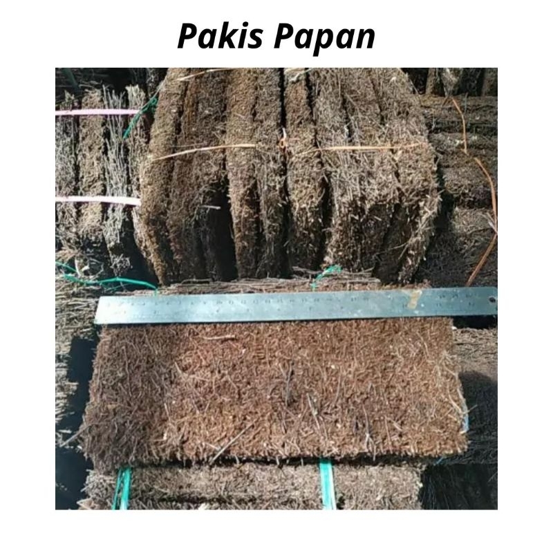 Pakis Papan Media Tanam Anggrek