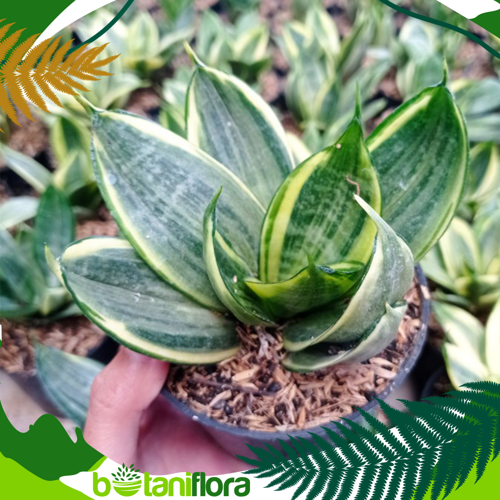 Tanaman Hias Sansivera Silver Frost | Sansevieria | Sansevieria Silver Frost| Lidah Mertua