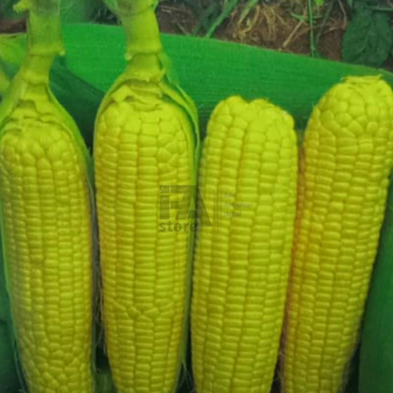 Benih Jagung Manis Baruna ±30biji Benih sayuran  Benih Hidroponik Benih Seribuan Benih Tanaman Bibit