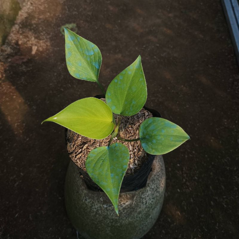 Homalomena Golden - Tanaman Hias Koleksi