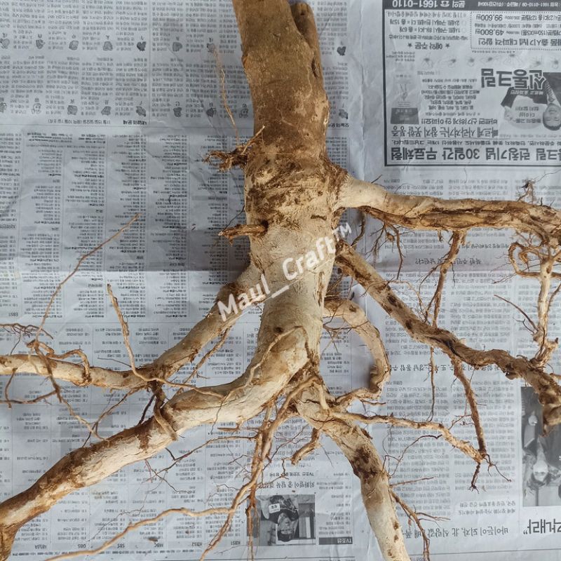 Akar Senggani Ukuran Besar, Bonggol Akar Senggani Media Aquaspace / Hardscape