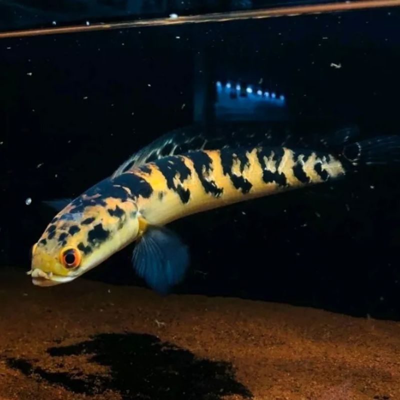 cana maru ys pilihan 10_13 cm