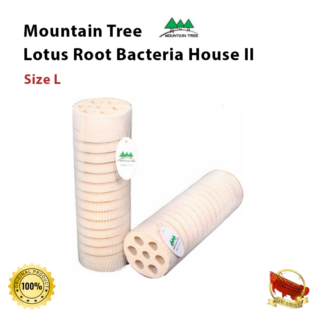 Mountain Tree Lotus Root Bacteria House II Size XL Rumah Bakteri Media